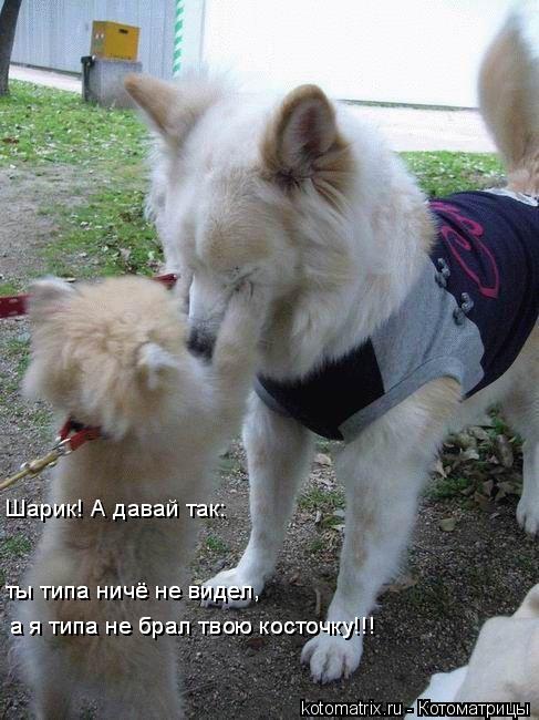 ... Котоматрица: