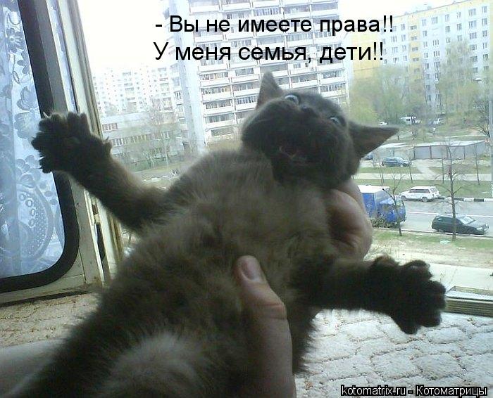 ... Котоматрица:
