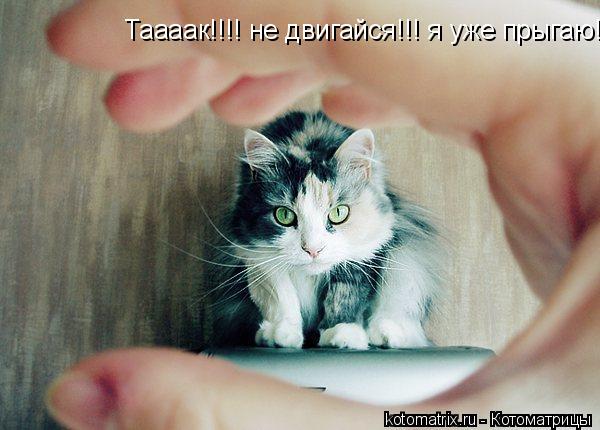 Котоматрица: 