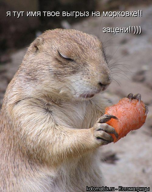 Котоматрица: 