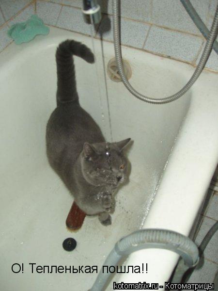 ... Котоматрица: