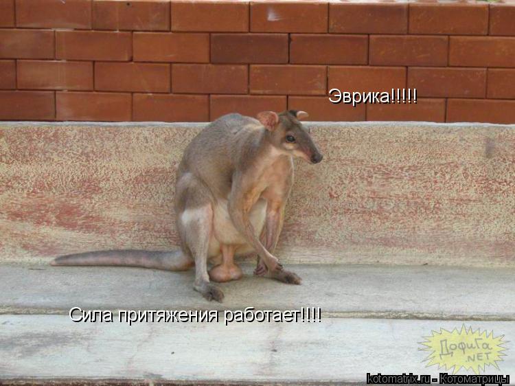 Котоматрица: 