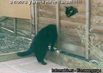 ... Котоматрица: