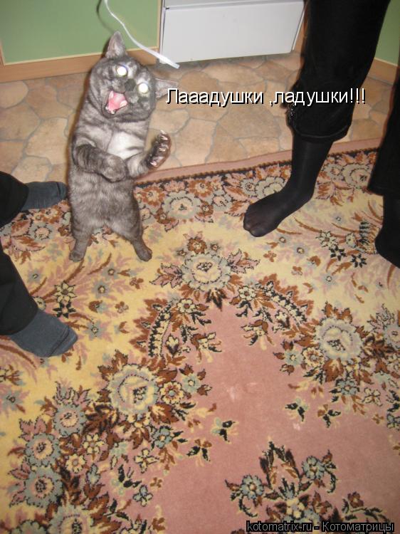 Котоматрица: 