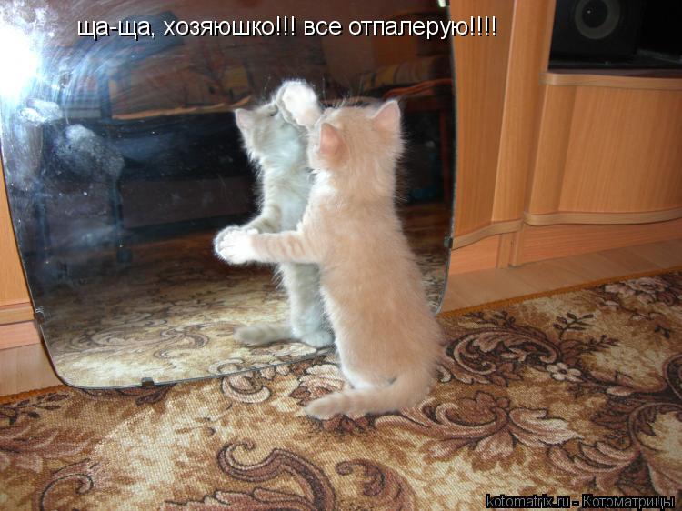 Котоматрица: 