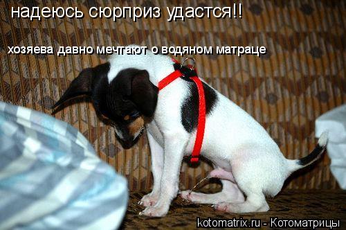 Котоматрица: 