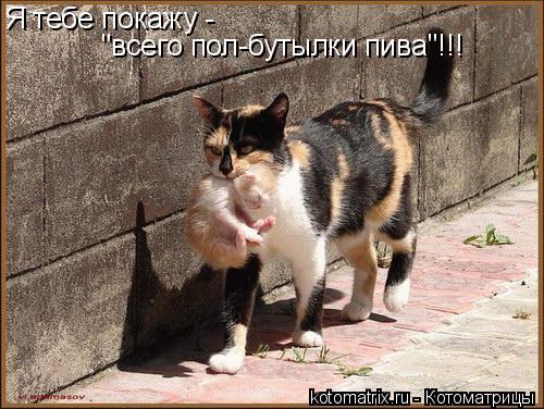 ... Котоматрица: