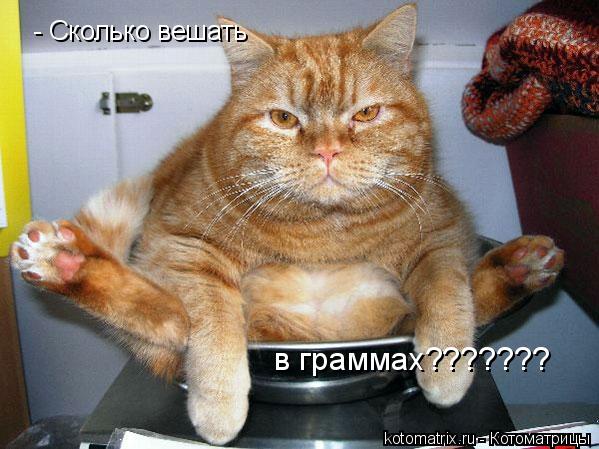 Котоматрица: 