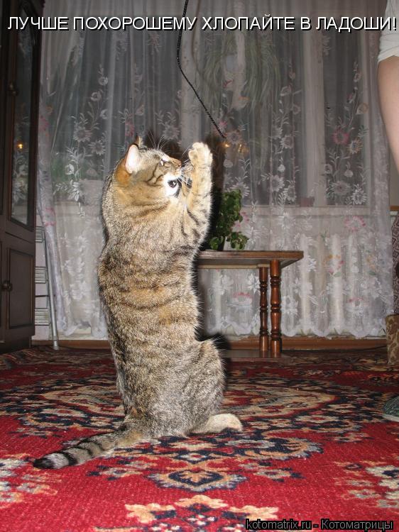 ... Котоматрица: