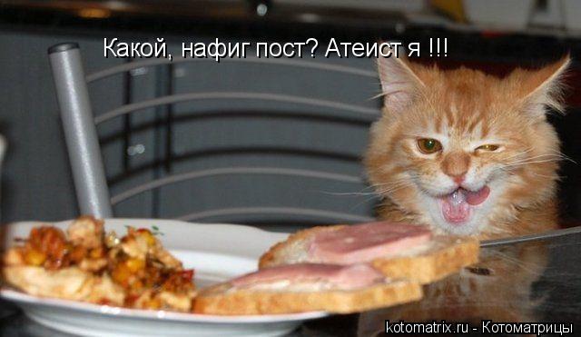 ... Котоматрица: