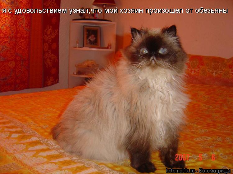 Котоматрица: 