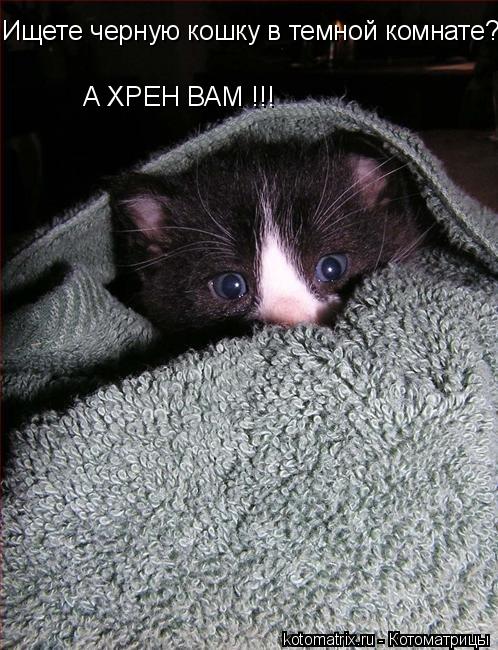 ... Котоматрица: