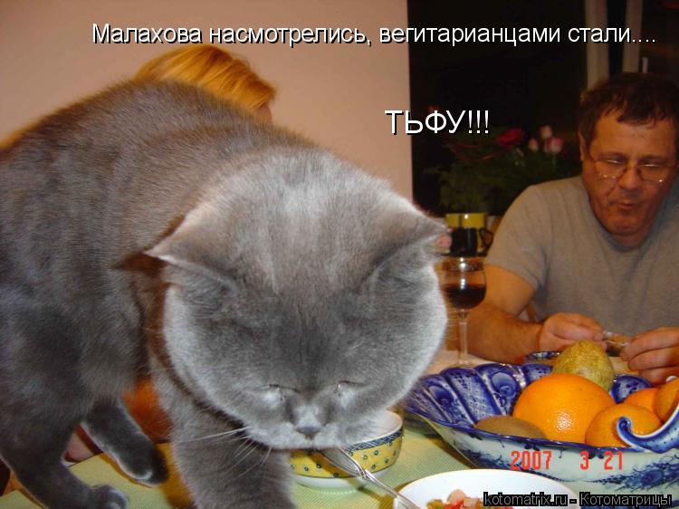 ... Котоматрица: