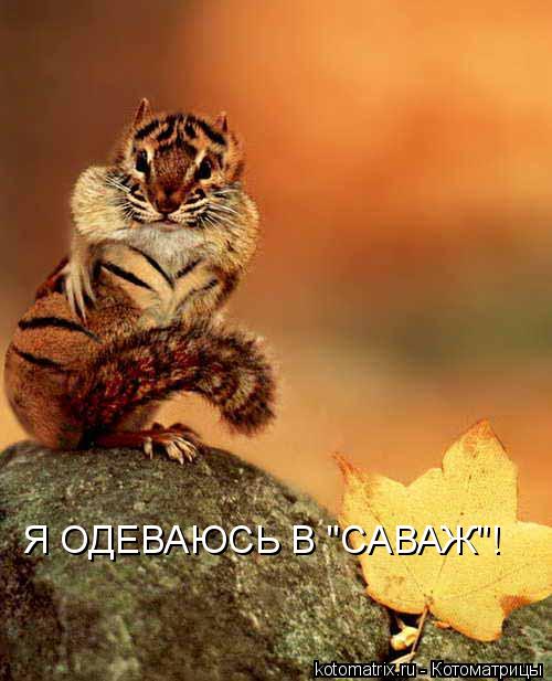 ... Котоматрица:
