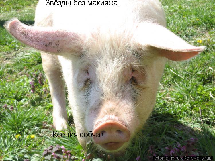 ... Котоматрица: