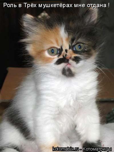 Котоматрица: 