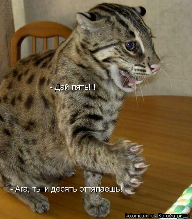 ... Котоматрица: