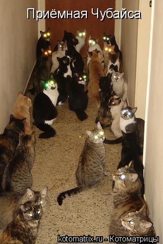 ... Котоматрица: