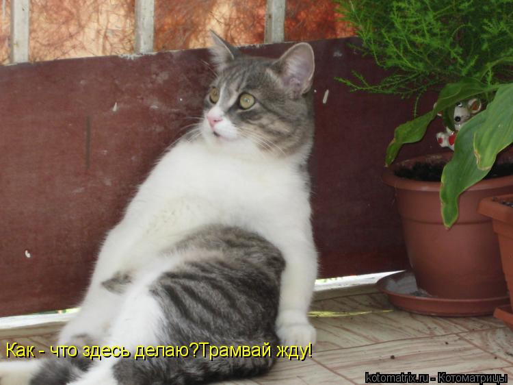 ... Котоматрица: