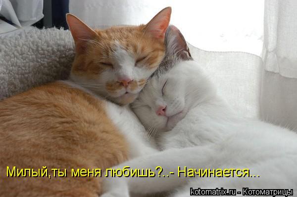 ... Котоматрица: