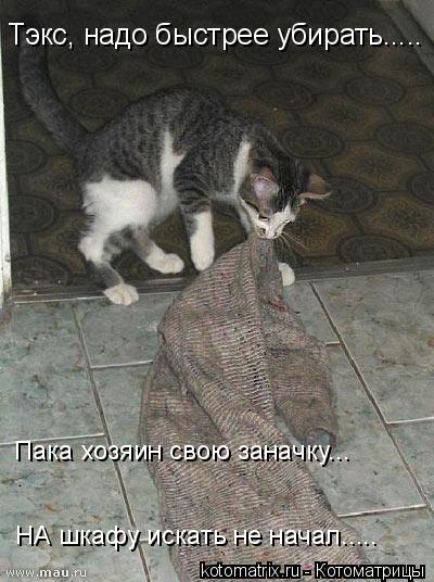 ... Котоматрица: