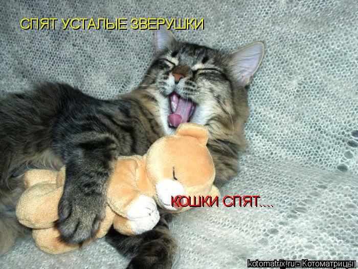 ... Котоматрица: