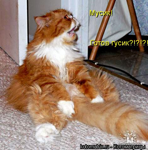 Котоматрица: 