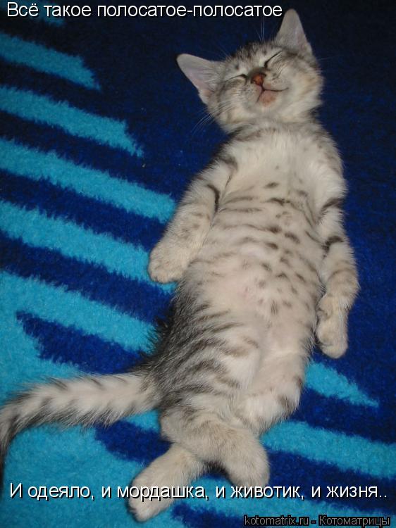 Котоматрица: 