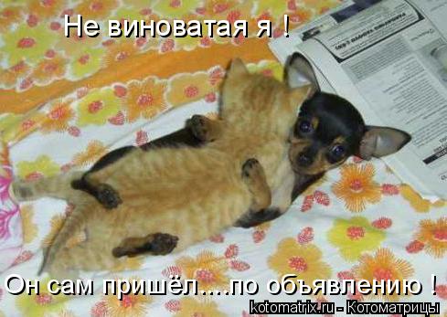 Котоматрица: 