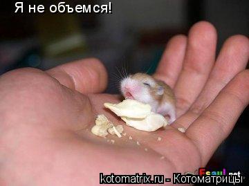 Котоматрица: 