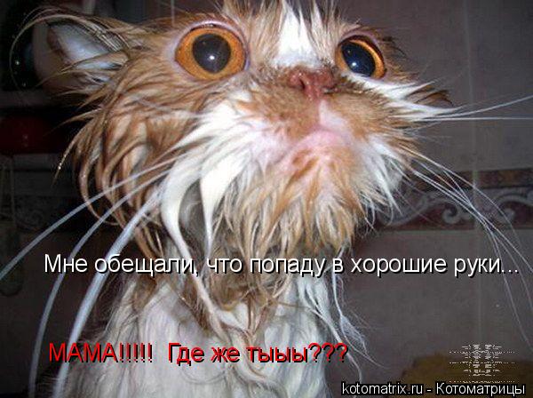 Котоматрица: 