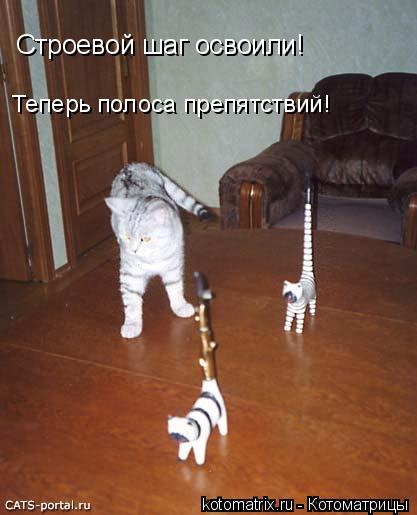 ... Котоматрица:
