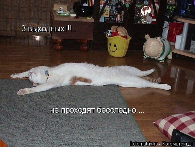 Котоматрица: 