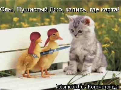 ... Котоматрица: