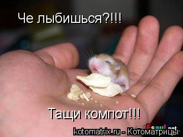 Котоматрица: 