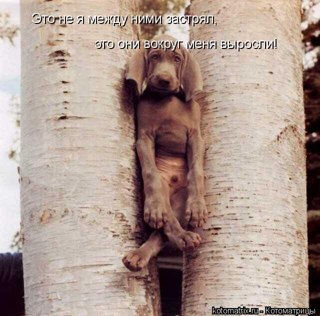 ... Котоматрица: