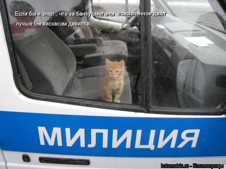 Котоматрица: 