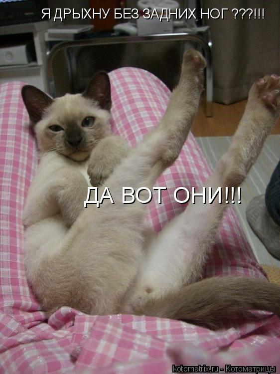 ... Котоматрица: