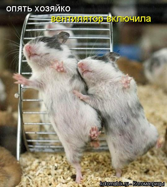 ... Котоматрица: