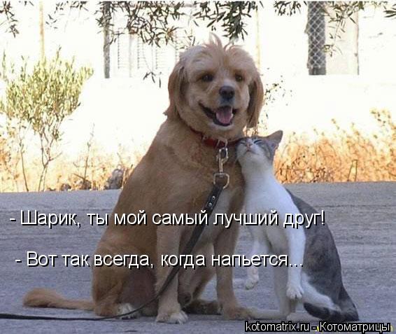 ... Котоматрица: