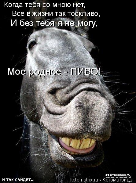 ... Котоматрица: