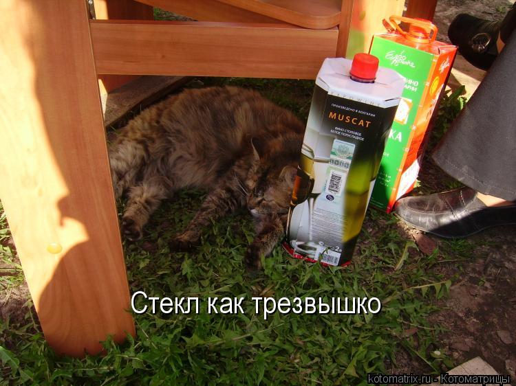 Котоматрица: 