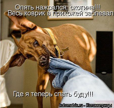 Котоматрица: 