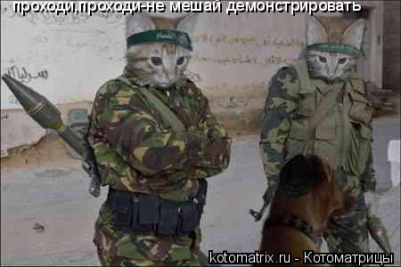 ... Котоматрица: