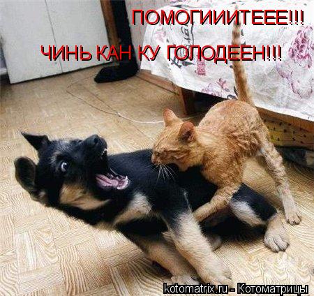 ... Котоматрица: