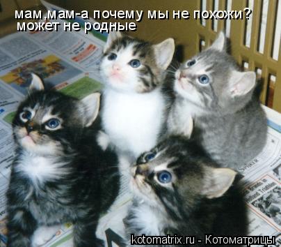 ... Котоматрица: