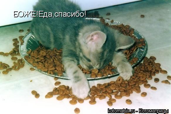 ... Котоматрица: