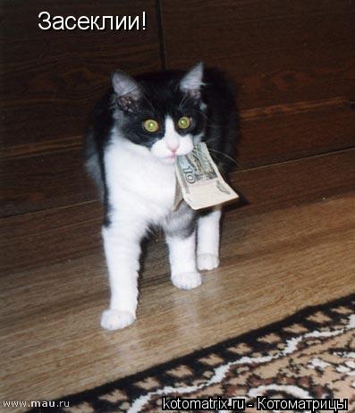 ... Котоматрица: