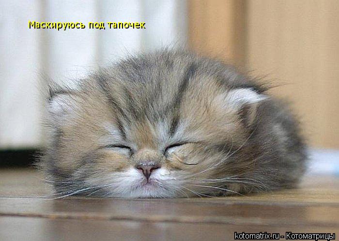 Котоматрица: 