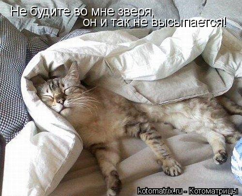 Котоматрица: 